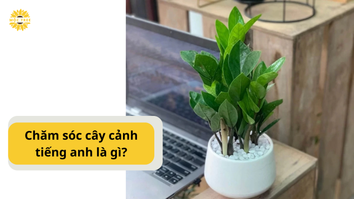 Chăm sóc cây cảnh tiếng anh là gì