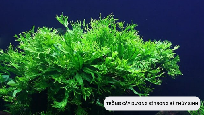 Trồng cây Dương Xỉ trong bể thủy sinh có tác dụng gì?