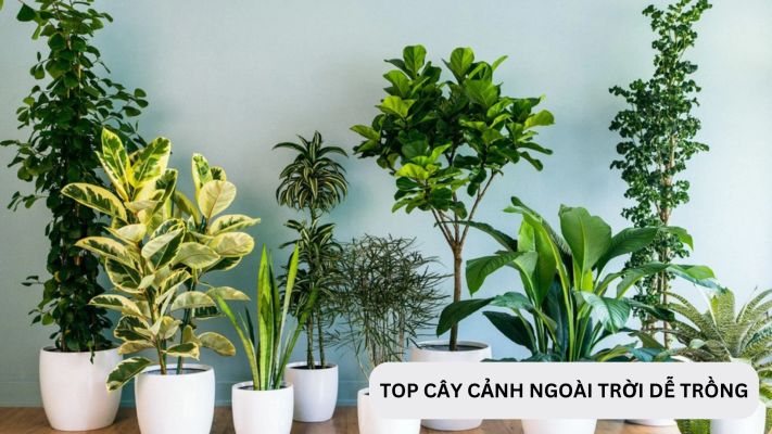 Top 10 cây cảnh ngoài trời đẹp dễ trồng