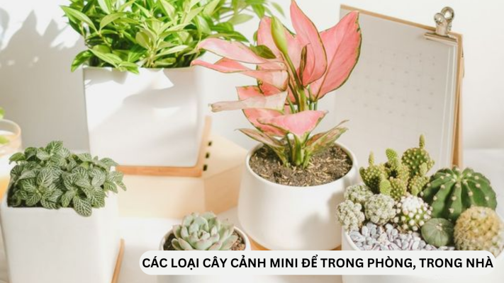 Top 5 loại cây cảnh mini để bàn trong nhà, văn phòng