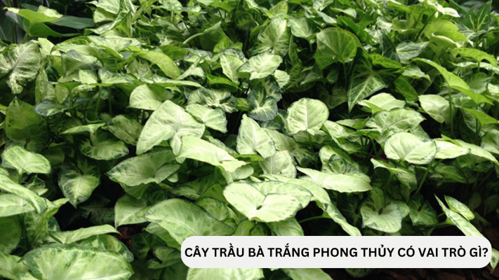 Cây Trầu Bà trắng phong thủy có vai trò gì?