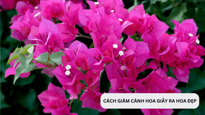 Cách giâm cành hoa giấy đơn giản cho ra rễ tua tủa