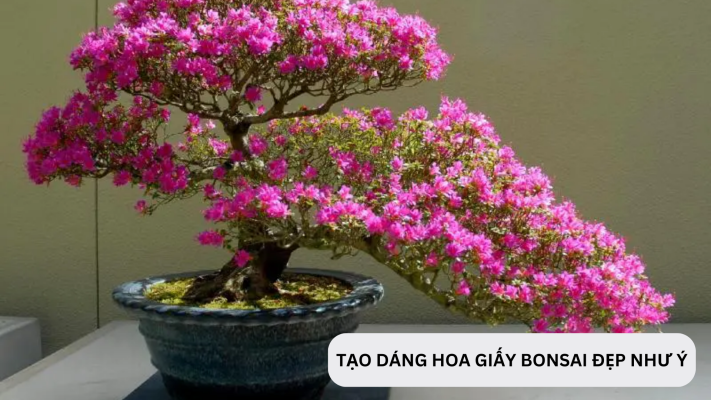 Cách tạo dáng cây hoa giấy bonsai đẹp như ý