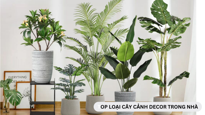 Top loại cây cảnh decor trong nhà