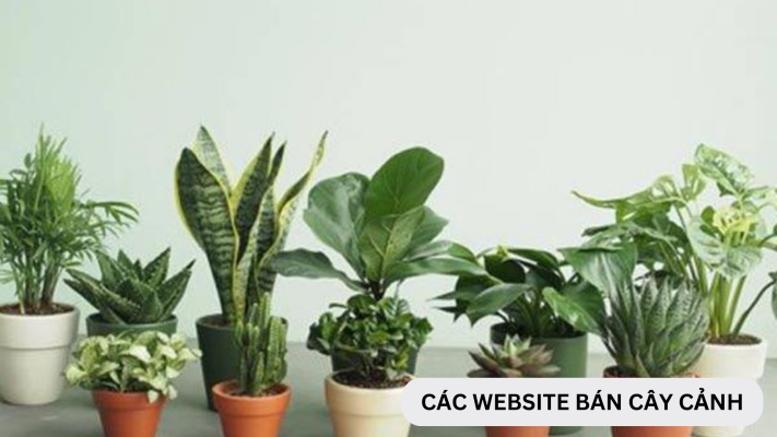 Các website bán cây cảnh uy tín tại Việt Nam