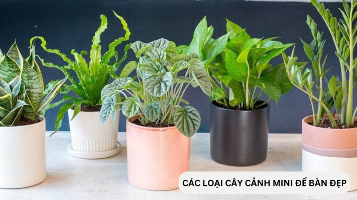 Các loại cây cảnh mini để bàn đẹp