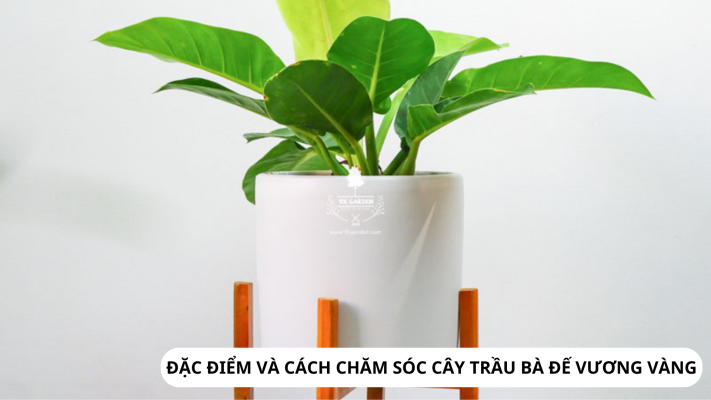 Đặc điểm và ý nghĩa cây Trầu Bà Đế Vương vàng