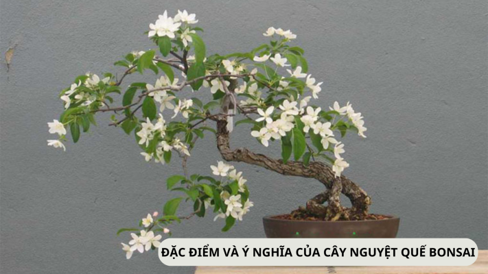 Cây nguyệt quế bonsai làm cảnh rất tốt trong phong thủy