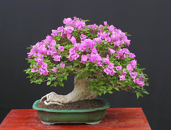 Những điều cần thiết khi uốn và tạo dáng cây hoa giấy Bonsai