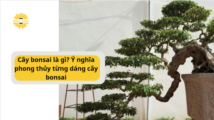 Dáng bonsai thác đổ