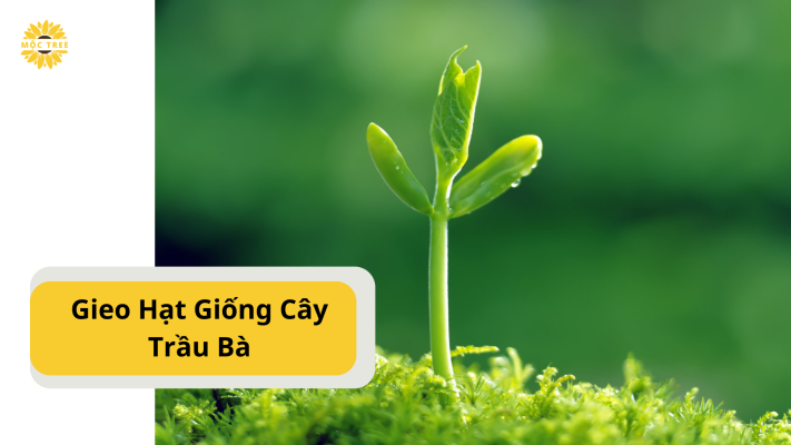 Gieo Hạt Giống Cây Trầu Bà