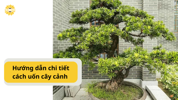 Hướng dẫn chi tiết cách uốn cây cảnh