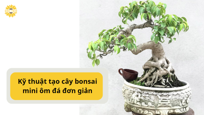 Kỹ thuật tạo cây bonsai mini ôm đá đơn giản