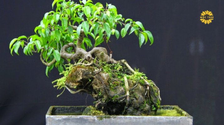 Kỹ thuật tạo cây bonsai mini ôm đá đơn giản