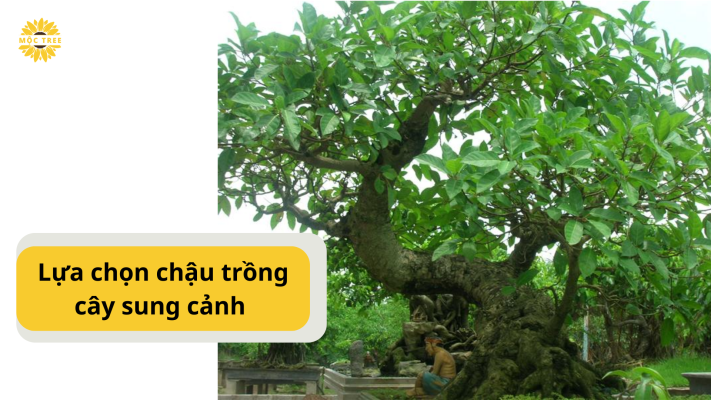 Lựa chọn chậu trồng cây sung cảnh