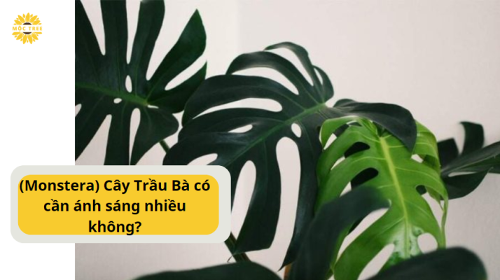 (Monstera) Cây Trầu Bà có cần ánh sáng nhiều không