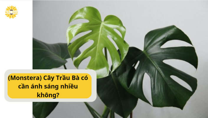 (Monstera) Cây Trầu Bà có cần ánh sáng nhiều không