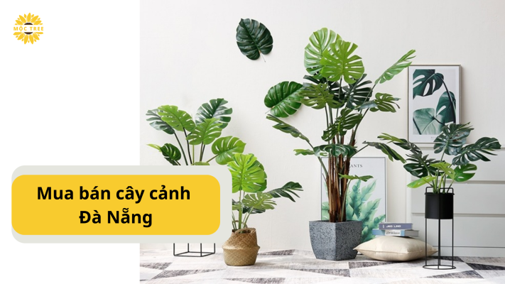 Mua bán cây cảnh Đà Nẵng