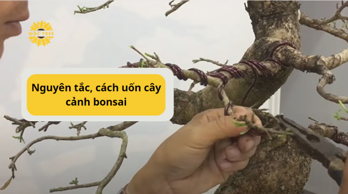 Nguyên tắc, cách uốn cây cảnh bonsai