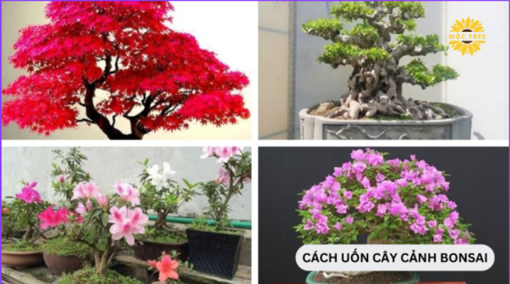 Nguyên tắc, cách uốn cây cảnh bonsai