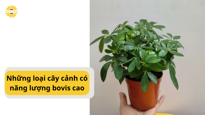 Những loại cây cảnh có năng lượng bovis cao