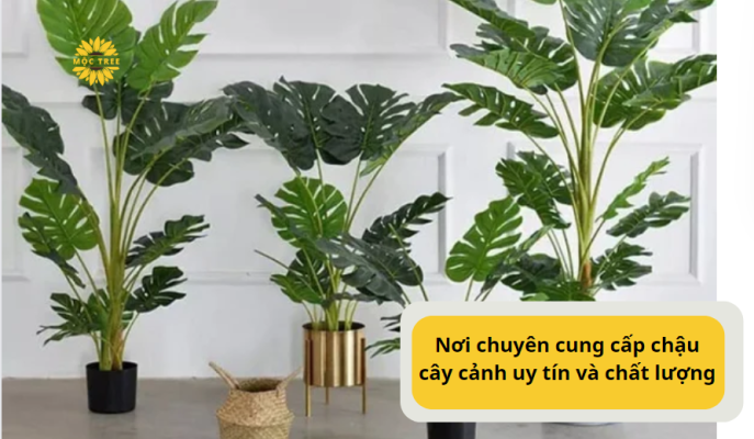 Nơi chuyên cung cấp chậu cây cảnh uy tín và chất lượng