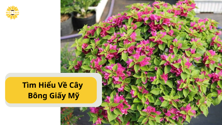 Tìm Hiểu Về Cây Bông Giấy Mỹ