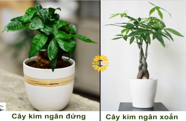 Top 10 Các Loại Cây Tiểu Cảnh Mini Để Bàn Dễ Trồng