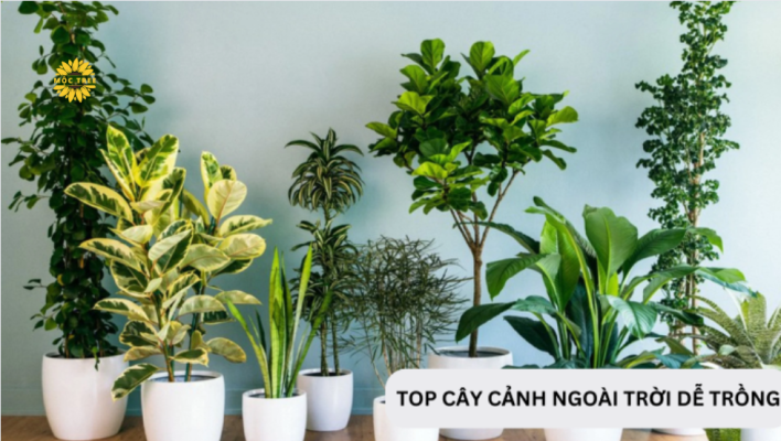 Top 10 cây cảnh ngoài trời đẹp dễ trồng