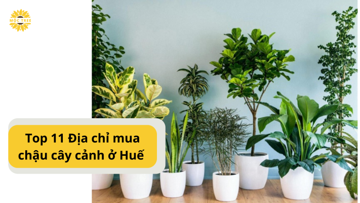 Top 11 Địa chỉ mua chậu cây cảnh ở Huế chất lượng