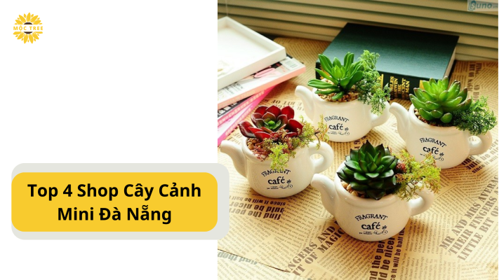 Top 4 Cửa Hàng Cây Cảnh Mini Đà Nẵng Giá Rẻ Bất Ngờ