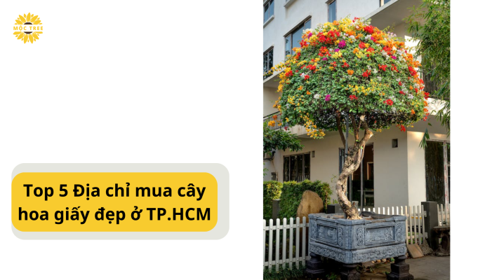 Top 5 Địa chỉ mua cây hoa giấy đẹp ở TP.HCM