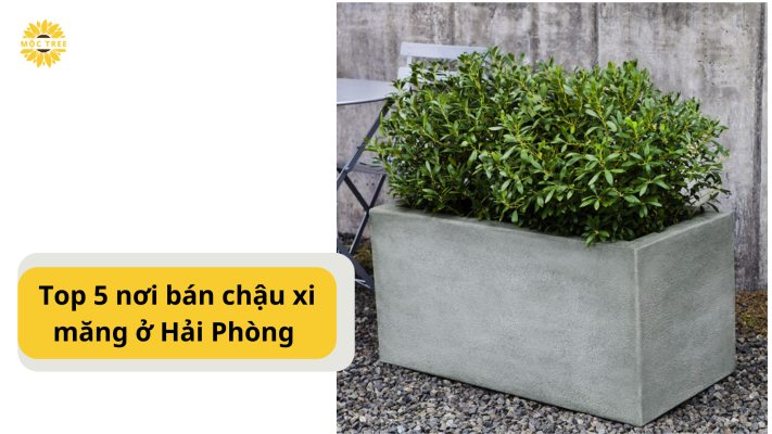 Top 5 nơi bán chậu xi măng ở Hải Phòng