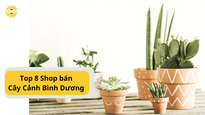 Top 8 Shop bán Cây Cảnh Bình Dương