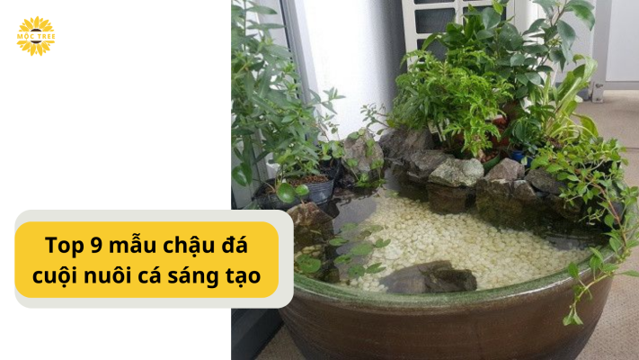 Top 9 mẫu chậu đá cuội nuôi cá sáng tạo