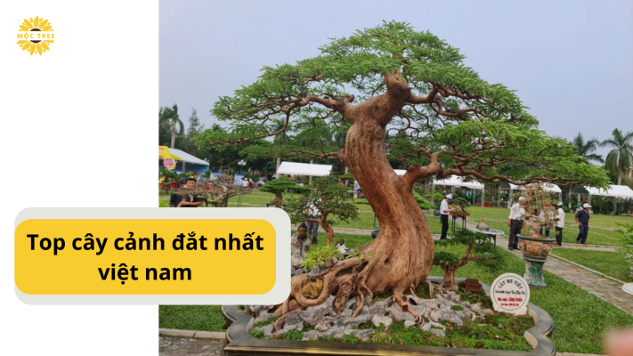 Top cây cảnh đắt nhất việt nam