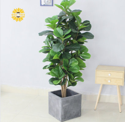 Top loại cây cảnh decor trong nhà