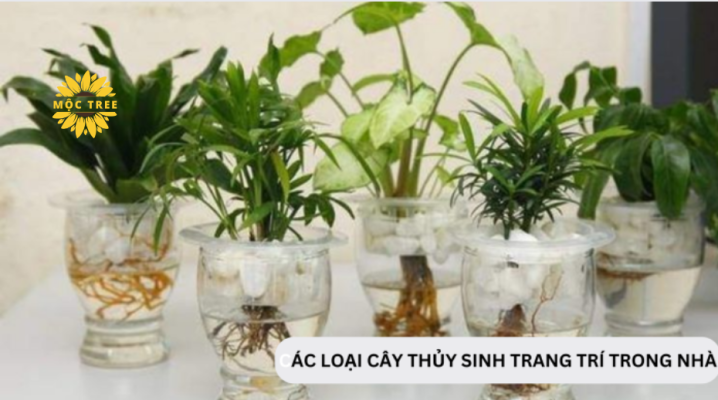 Top những cây thủy sinh tiền cảnh đẹp mê ly