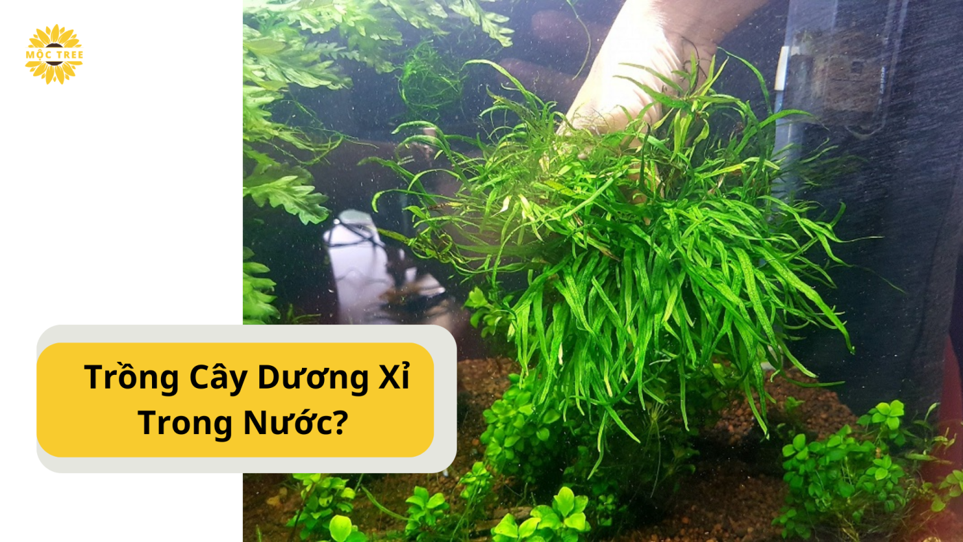  Trồng Cây Dương Xỉ Trong Nước?