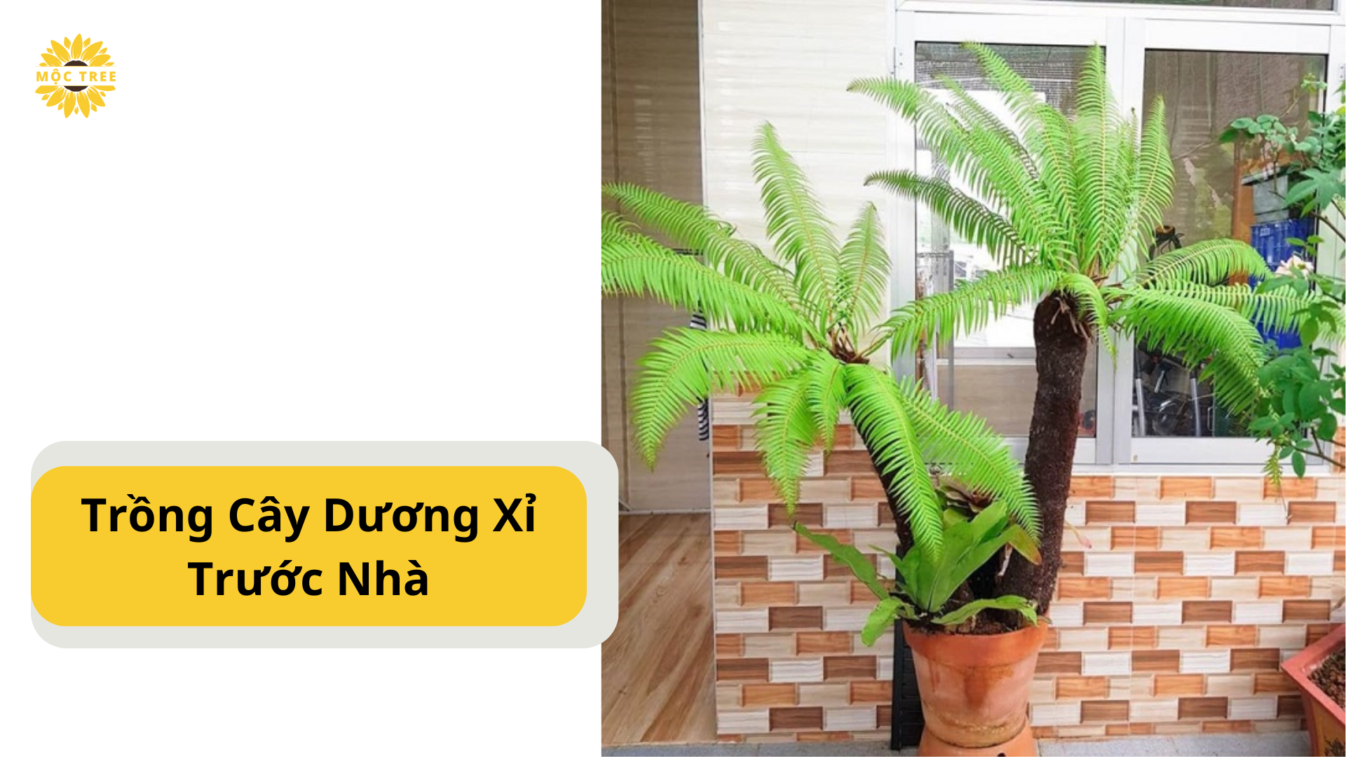 Trồng Cây Dương Xỉ Trước Nhà