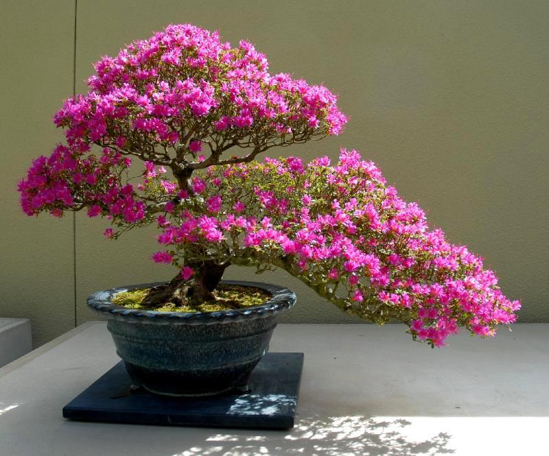 Cây hoa giấy bonsai lũa đẹp