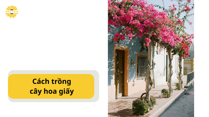 Cách trồng cây hoa giấy