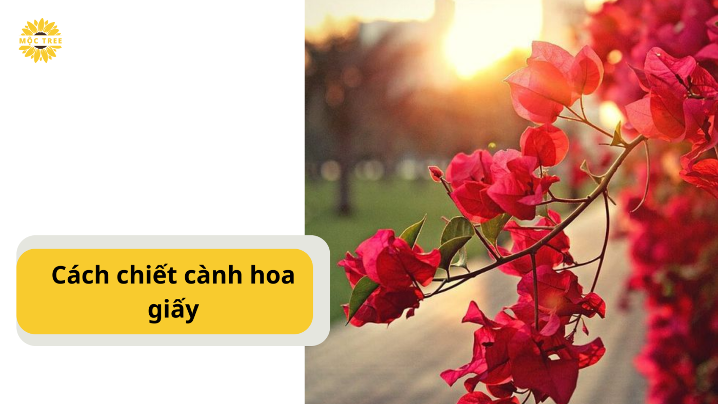 cách chiết cành hoa giấy