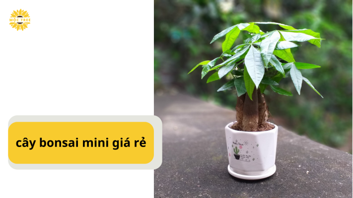 cây bonsai mini giá rẻ