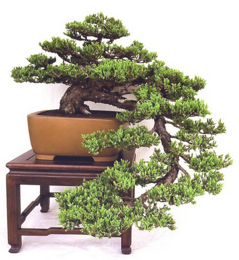 Cây Bonsai Dáng Huyền | Thế Cây Được Ưa Chuộng Nhất