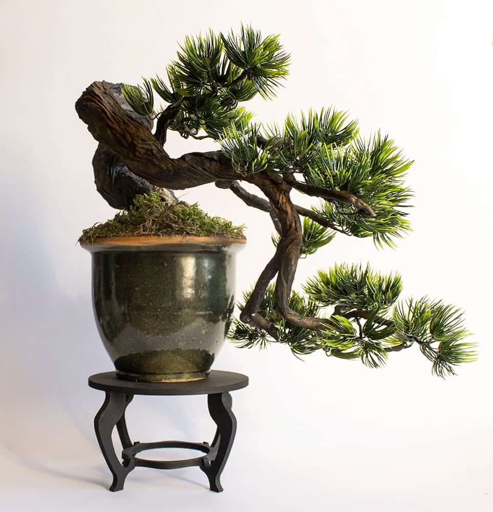 Cây bonsai dáng huyền đẹp nhất hiện nay - Chậu Xi Măng