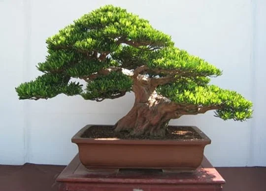 Cây tùng la hán bonsai có giá trị cao