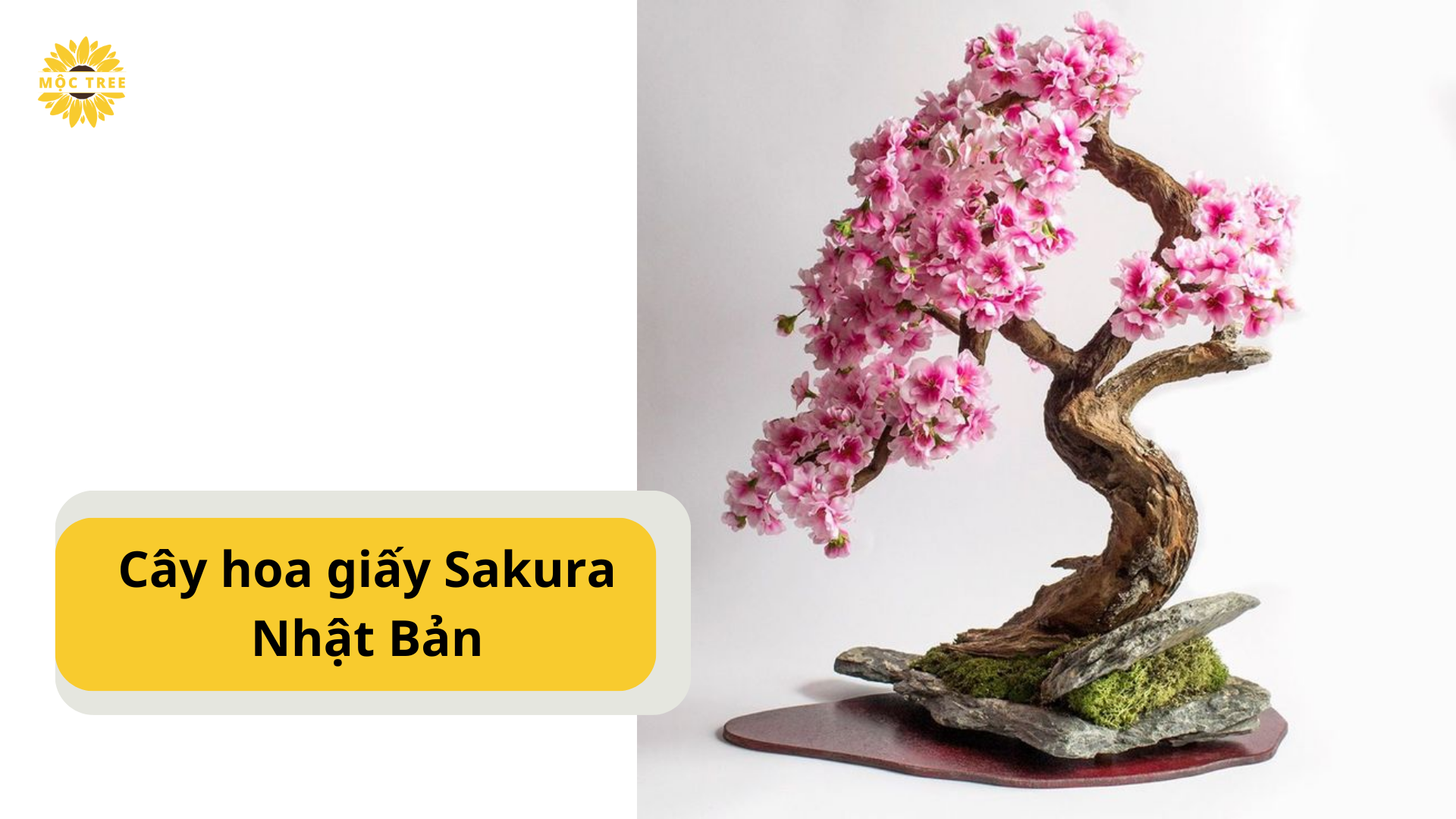 cây hoa giấy Sakura Nhật Bản