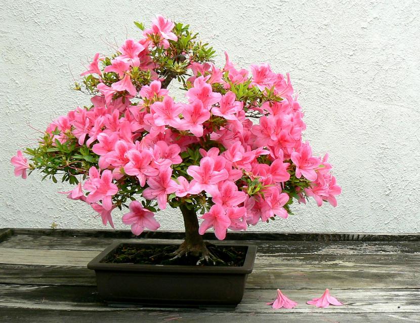 cây hoa giấy bonsai nhỏ xinh để trên bàn