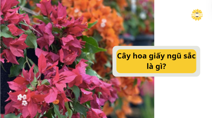 cây hoa giấy ngũ sắc là gì 2